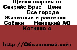 Щенки шарпея от Санрайс Брис › Цена ­ 30 000 - Все города Животные и растения » Собаки   . Ненецкий АО,Коткино с.